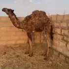 للبيع قعود طيب