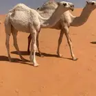 بكره وضحا كفو