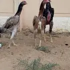 للبي دجاج شامو ياباني