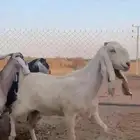 عنز بيضا مشروكه باقي لها شهر و15 يوم وتلد السعي فص ذمه المش