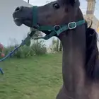 مهره واهوا السوم 3800 والبيع قريب