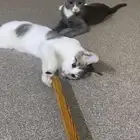 قطط للتبني