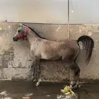 مهره عمر سنه و 7 شهور لم تسجل بعد