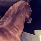 حصان شعبي كفو