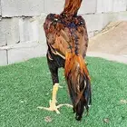 تم البيع الله يبارك لمن شراء