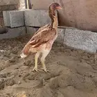 تم البيع