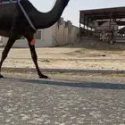 عشراء