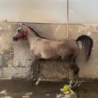 فرس لقاح 6 شهور تحتها مهره