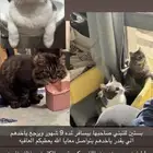 بسة للتبني لمدة 9 شهور بسبب السفر