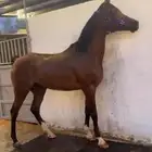حصان شعبي