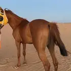 خيال شعبي