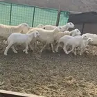 رخال