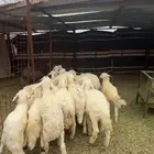 طليان حريه طيبه