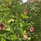 شتلات هيبسكس
