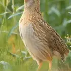 فري للبيع صيد
