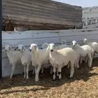 رخاال حرياات الدوادمي