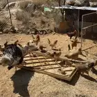 دجاج بلدي حضان ورومي للبيع