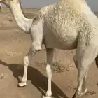 قعود أوضح نظيف جدااا