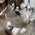 حمام رقاص الهولندي