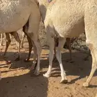 قعود