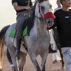 حصان واهو فرنسي