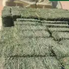 برسيم صافي طبرجل