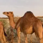 بكره حمرا مفروده فل شحم الموقع الغيثاء شمال عشيره رقم الجوا