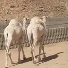 حشوان بكار 3