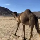 بكره صفرا