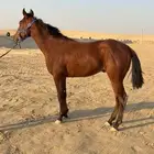 مهر سرعه كفو