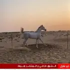 خيل شعبي للبيع العمر 4 السلامه شرط الخيل حار الموقع بيش