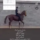 حصان