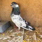 جوز تيدي للبيع