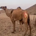خلفه تحتها قعود