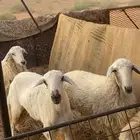 جذعات حريات مقنوي
