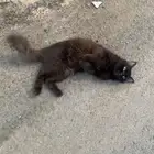 قط كيوت لتبني
