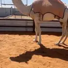 للبيع البعير الاوضح