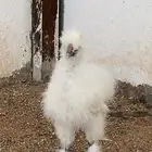 طقم دجاج قطني