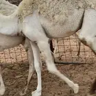 حشو فاخره
