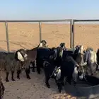للبيع معزا عدد 11 بهن وحده والده