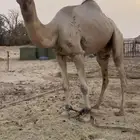 البعير للبيع