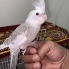 عرض كروان هولندي