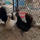 دجاج حباحب طقم