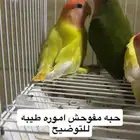 حبات روز مستوى طيب
