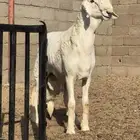 مشروع فحل صنف فاااخر