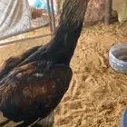 ديك سندي مكس شامو يباني