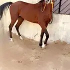 حصان شعبي سبوق طياره