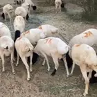 برابر جذعان