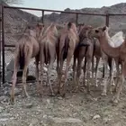 حشو للبيع