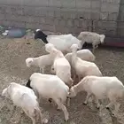 ماشاءالله تبارك الرحمن اعرض لكم ضان الحدد 9 مع الفحل حقه